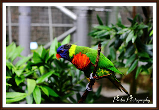 சிங்கப்பூர் பறவைகள் பூங்கா புகைப்படங்கள் -(BIRD PARK SINGAPORE) -Part-2 Birds park singapore-post-2 (7)